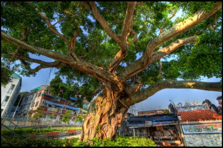 Photo Credit: The Old Chinese Banyan HDR, by Lip Jin Lee, Flickr